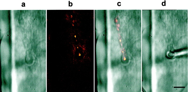 Fig. 2.