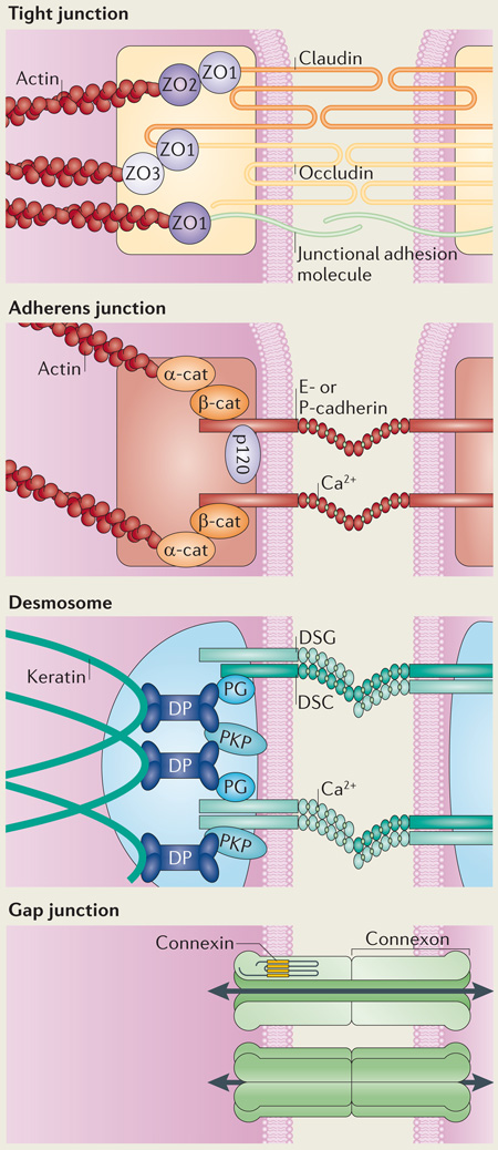 Intercellular junctions of the epidermis