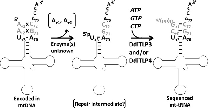 FIGURE 1.