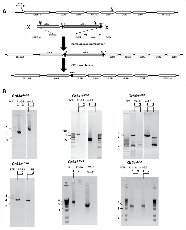 Figure 1 (See previous page).