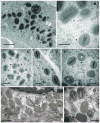 Fig. 8
