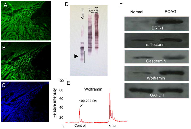 Fig. 10