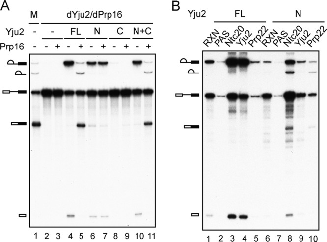 Fig 5