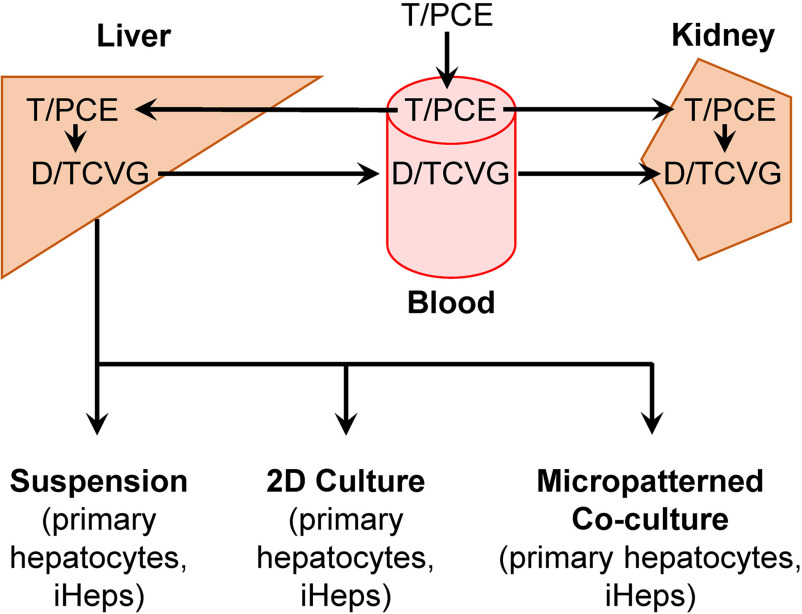 Figure 1 is a schematic flowchart with two steps. Step 1: Liver: Trichloroethylene per tetrachloroethylene with S-(1,2-dichlorovinyl)-glutathione per S-(1,2,2-trichlorovinyl) glutathione, including suspension, 2- dimensional culture, and micropatterned co-culture, each for (primary hepatocytes, induced hepatocyte-like cells) leads to alliance with blood. Step 2 Blood: Trichloroethylene per tetrachloroethylene with S-(1,2-dichlorovinyl)-glutathione per S-(1,2,2-trichlorovinyl) glutathione leads to Kidney: Trichloroethylene per tetrachloroethylene with S-(1,2-dichlorovinyl)-glutathione per S-(1,2,2-trichlorovinyl) glutathione.