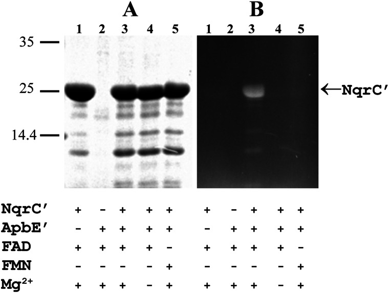 FIGURE 7.