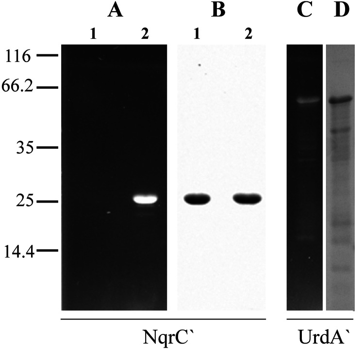 FIGURE 4.