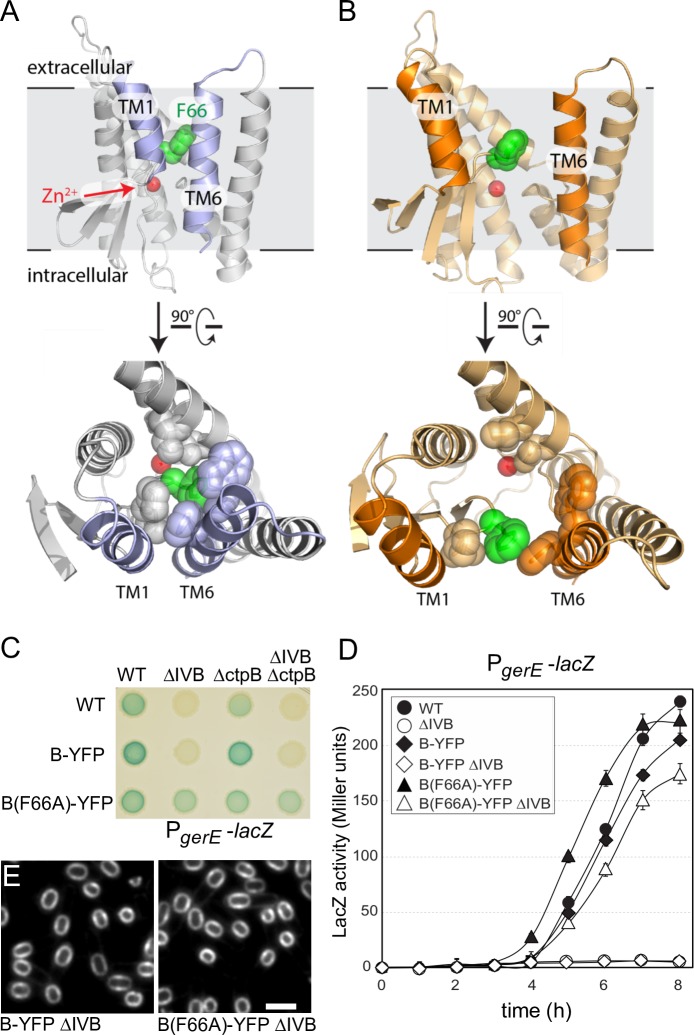 Fig 6