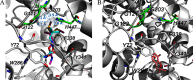 Figure 4A is a molecular docking image of aldicarb and aldicarb sulfoxide with inactive hit 2, 3-dihydro-2, 2-dimethyl-7-benzofuranol. Figure 4B is a molecular docking image of aldicarb and aldicarb sulfoxide with the active site of Acetylcholinesterase. The stick depicts key residues of Acetylcholinesterase that interact the sulfoxide oxygen atom. The residues that potentially interact only with aldicarb sulfoxide