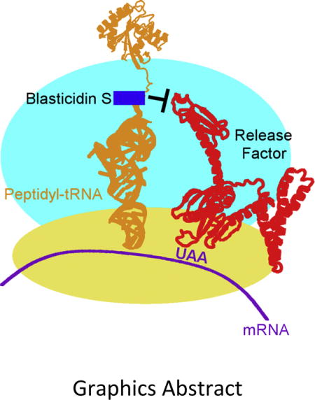 Mechanism of inhibition of translation termination by blasticidin S - PMC