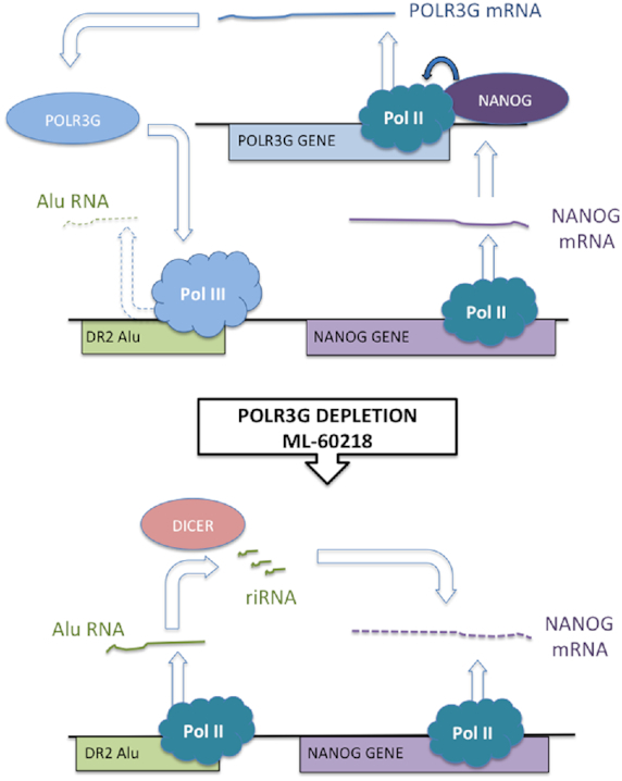 Figure 9.