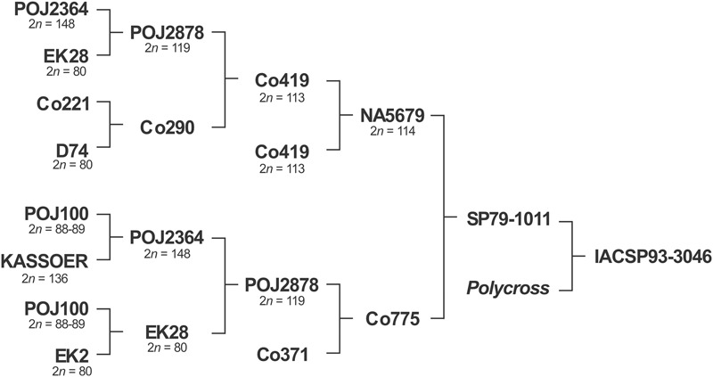 FIGURE 1