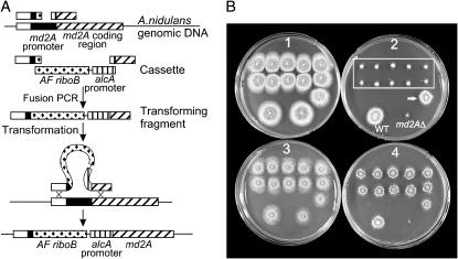 Figure 4.