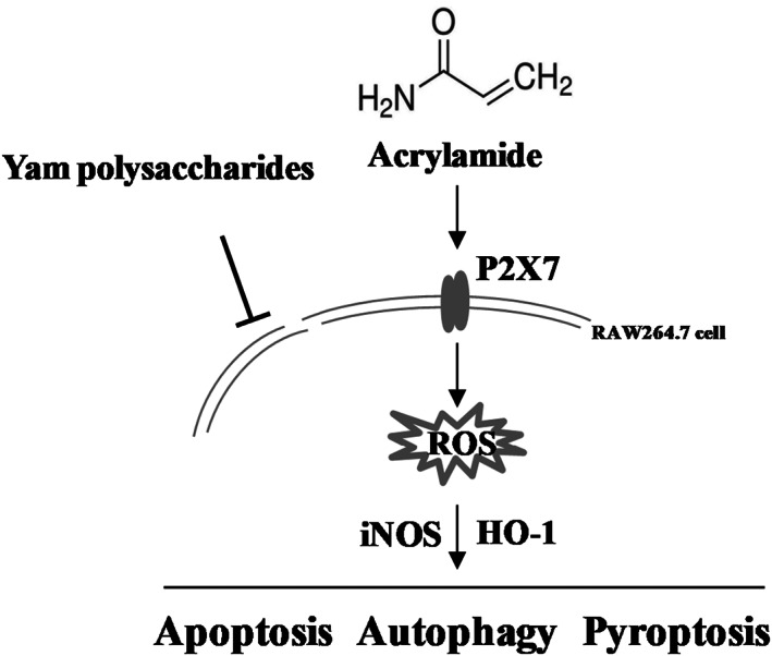 FIGURE 11