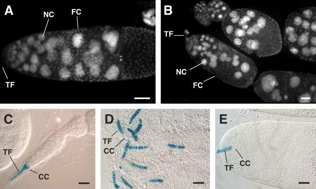 Figure 7.