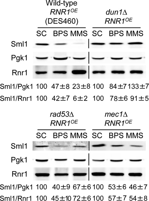 FIG 3