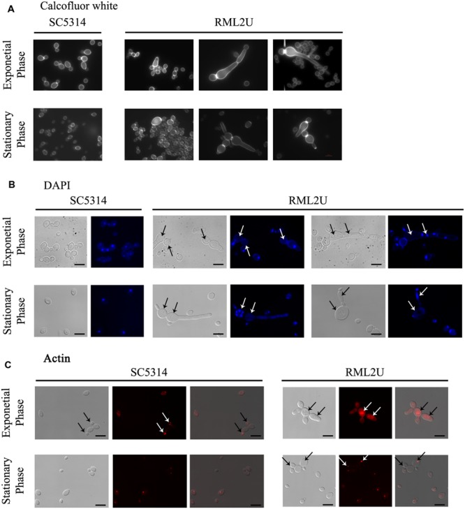 FIGURE 3