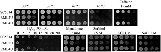 FIGURE 2