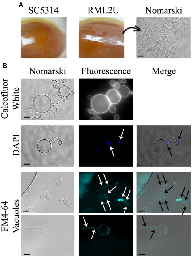 FIGURE 4