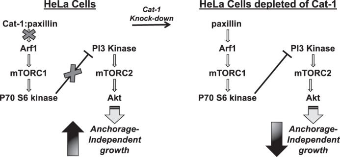 FIGURE 11.