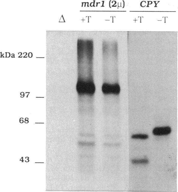 graphic file with name pnas01080-0317-a.jpg