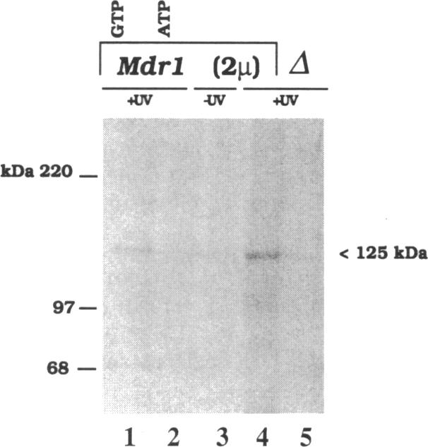 graphic file with name pnas01080-0317-c.jpg