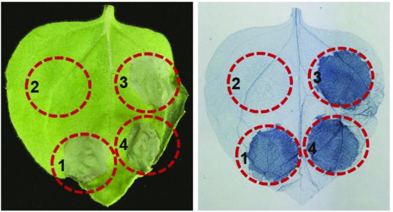 Figure 6.