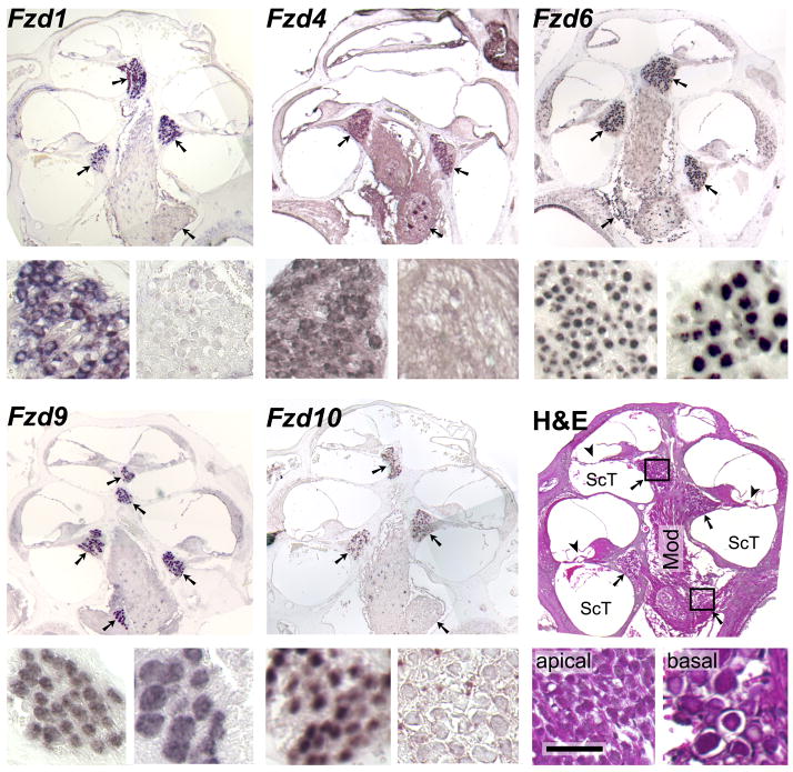 Fig. 3