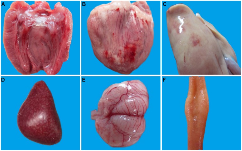 FIGURE 1