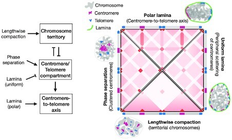 Graphical Abstract