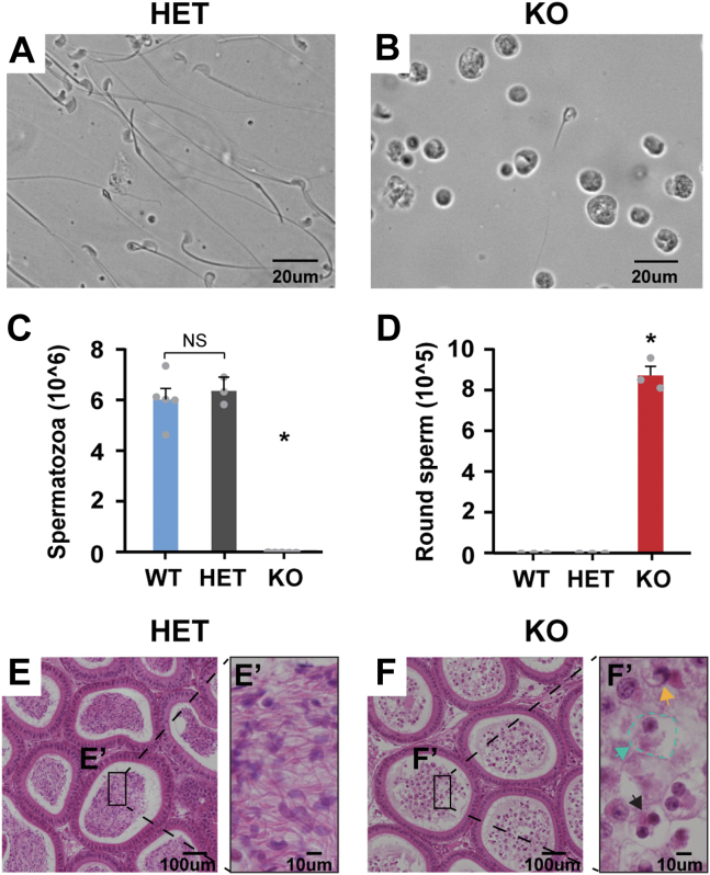 Figure 4