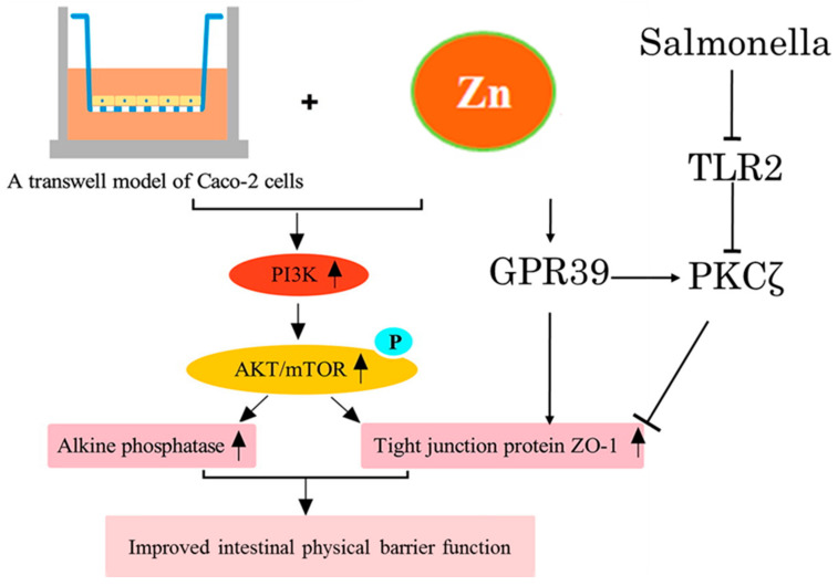 The Impact of Zinc and Zinc Homeostasis on the Intestinal Mucosal ...