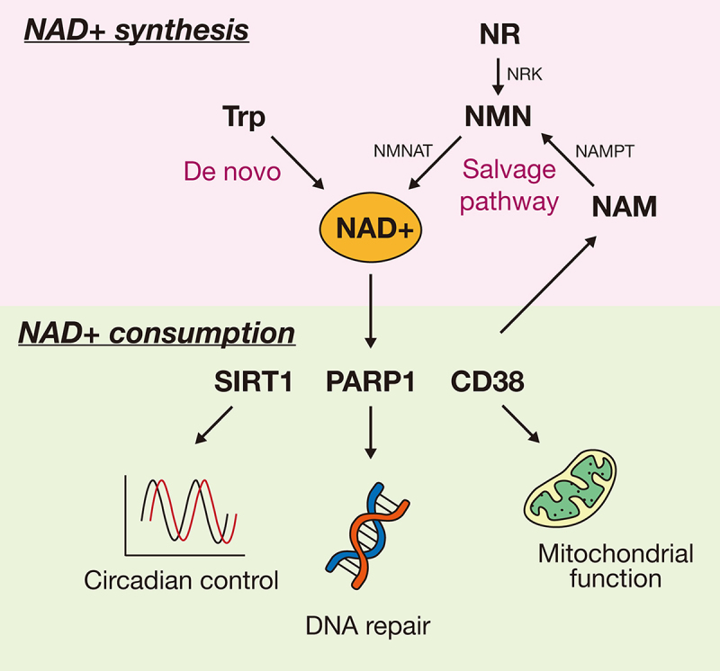 Figure 1.