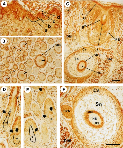 Fig  4