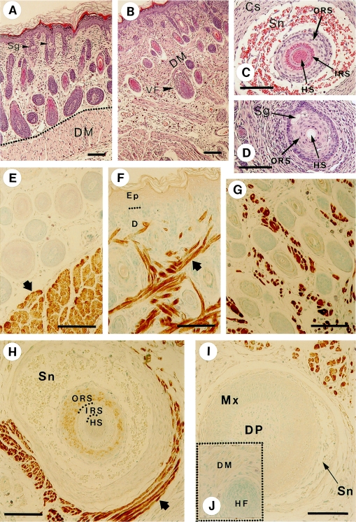 Fig. 2