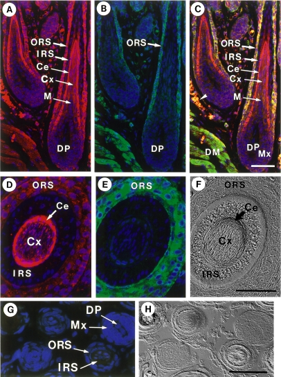 Fig. 7