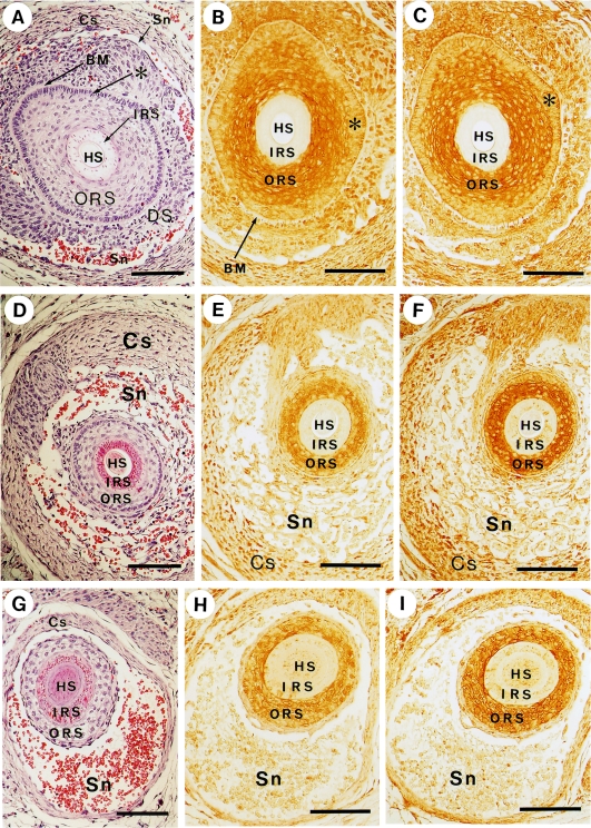 Fig. 5