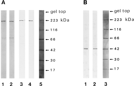 Fig. 1