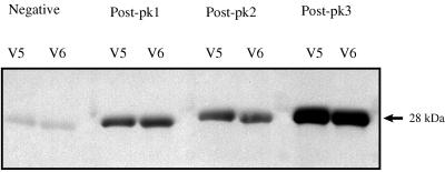 FIG. 5