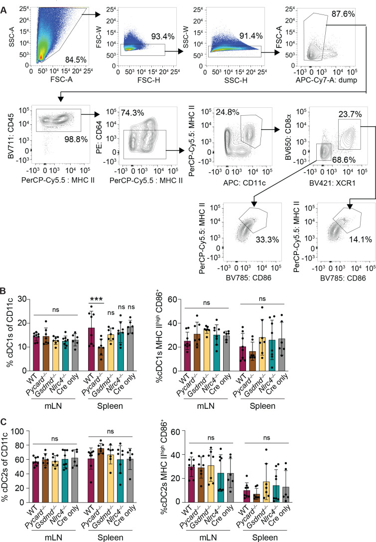 Figure 5—figure supplement 1.