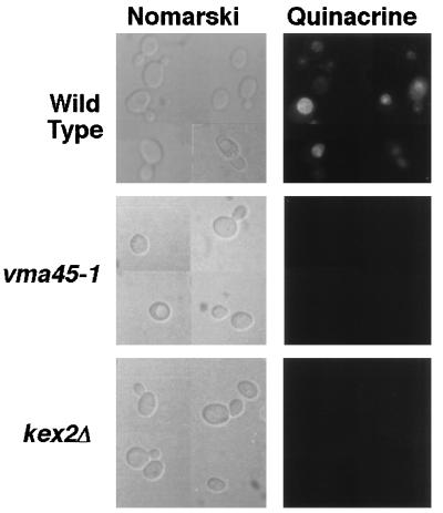 FIG. 5