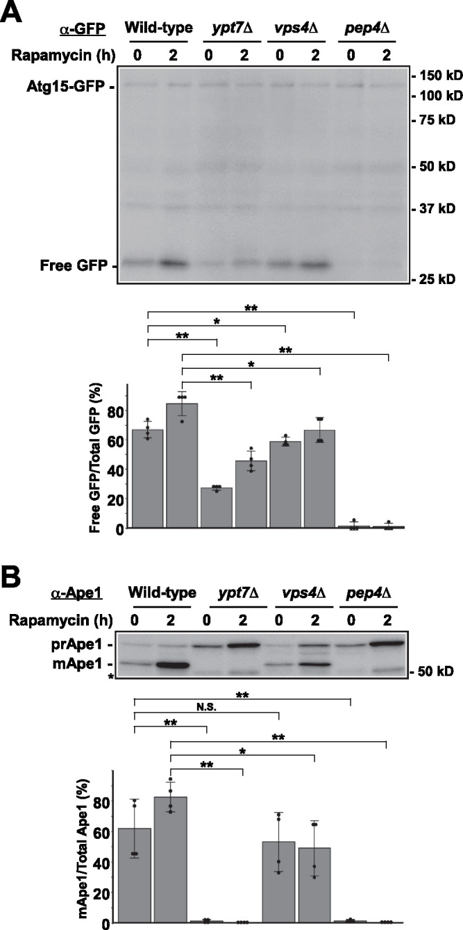 FIGURE 3:
