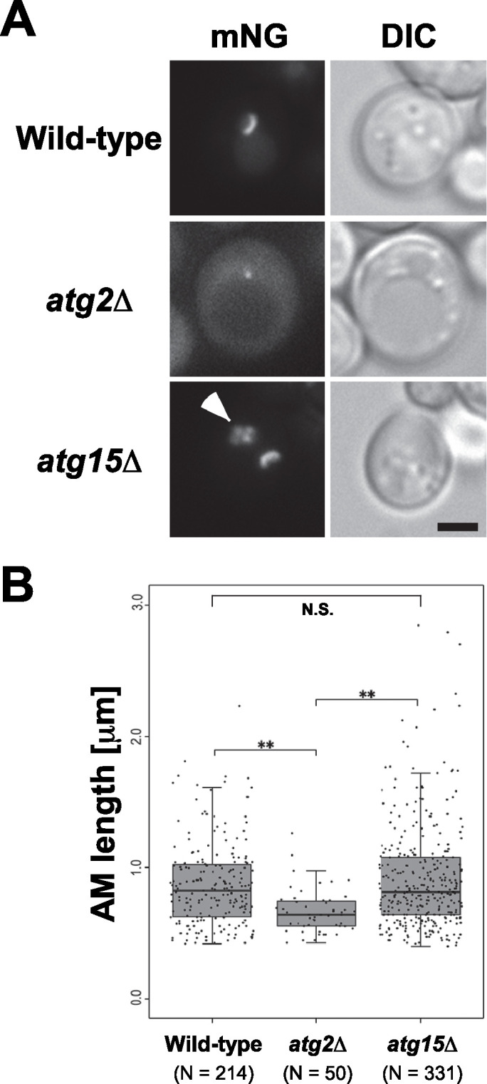 FIGURE 1: