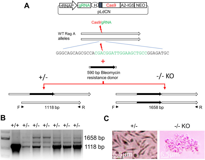 Fig 6