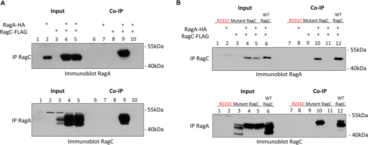 Fig 5