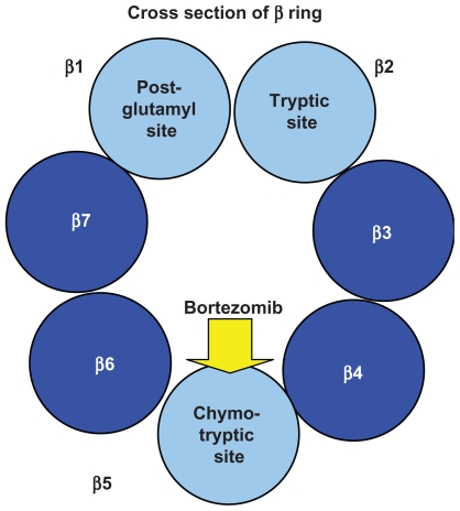 Figure 1B