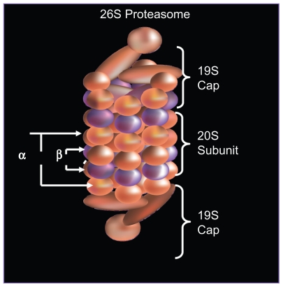 Figure 1A