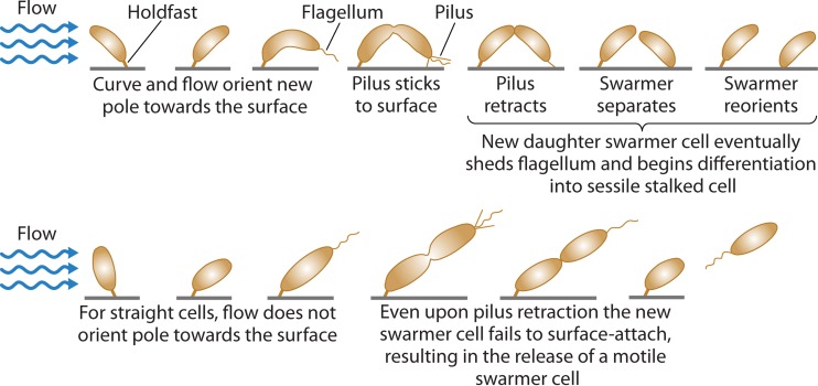 FIG 2