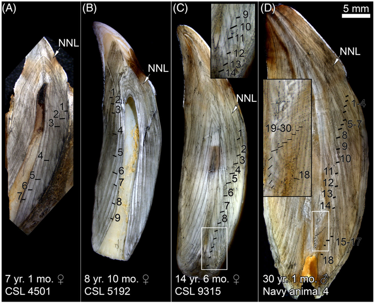 Figure 5.