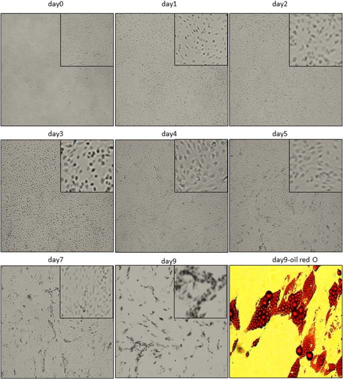 Supplementary Fig. 3.