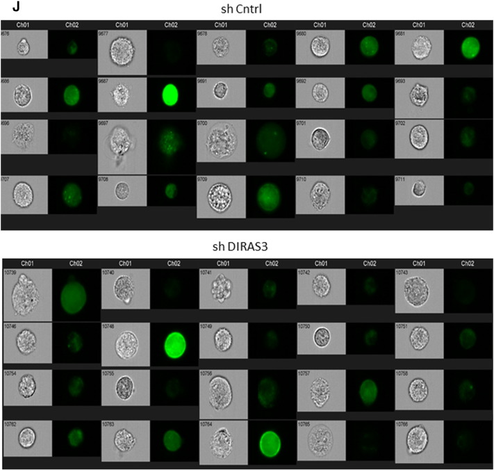 Supplementary Fig. 6.